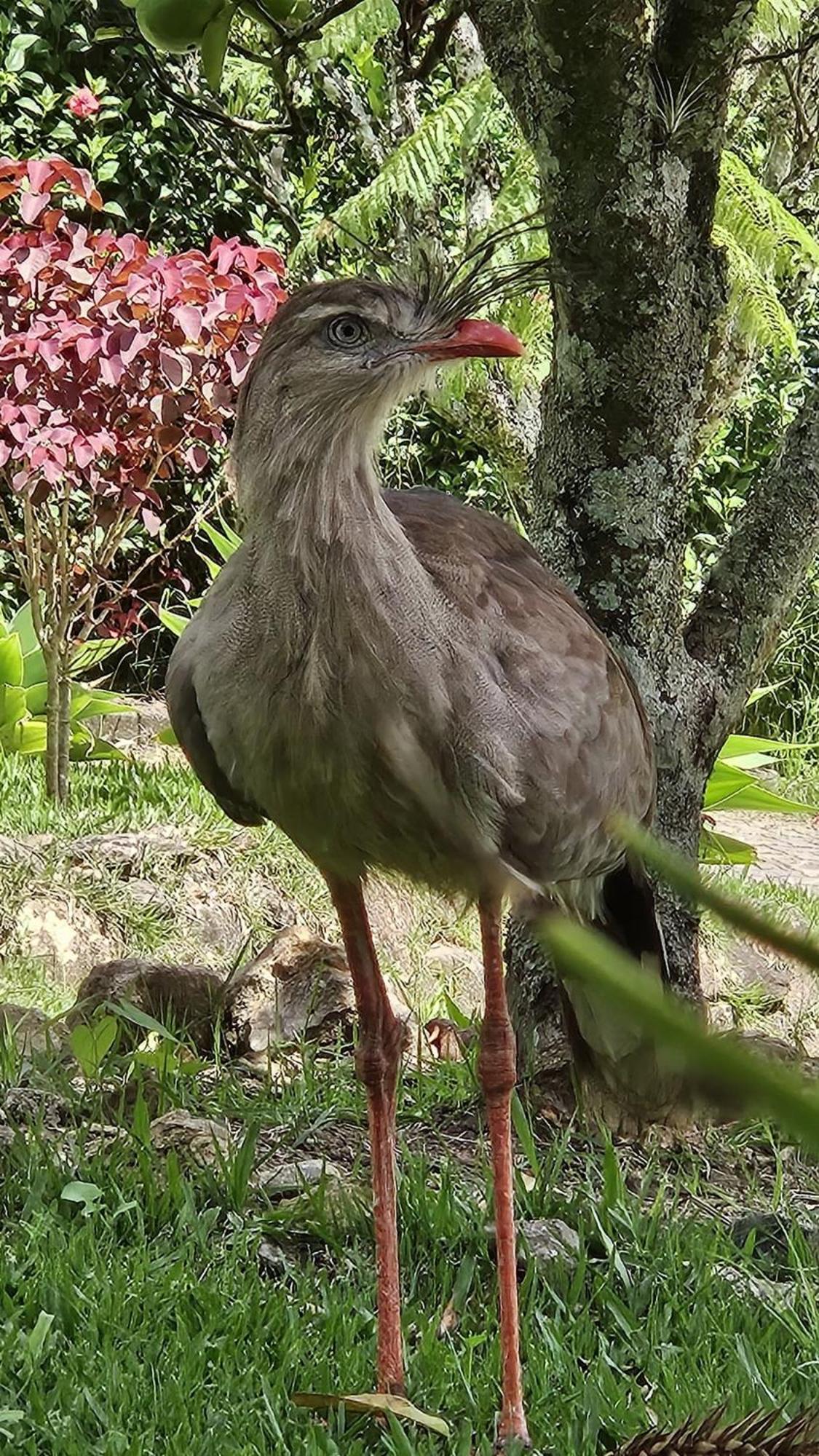 Chale Refugio Da Pedra Sp Villa เซาเบนโตโดซาปูไค ภายนอก รูปภาพ